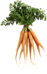 Carrot PNG image-4971